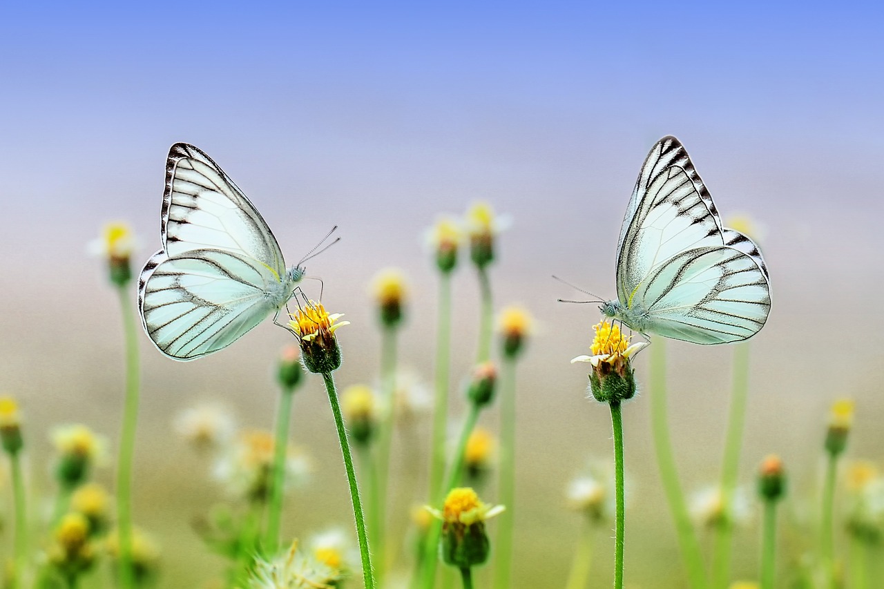 butterflies, beautiful flowers, flowers-1127666.jpg